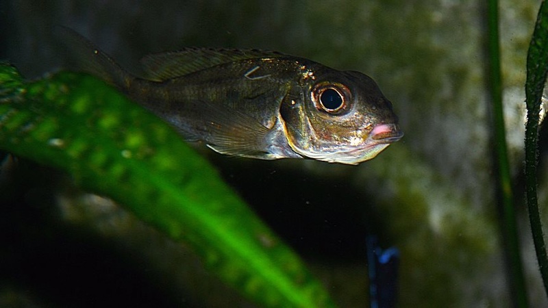 Callochromis melanostigma 'Burundi'